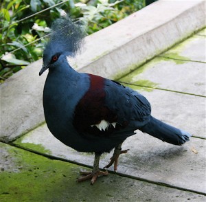 Blue-crowned Pigeon