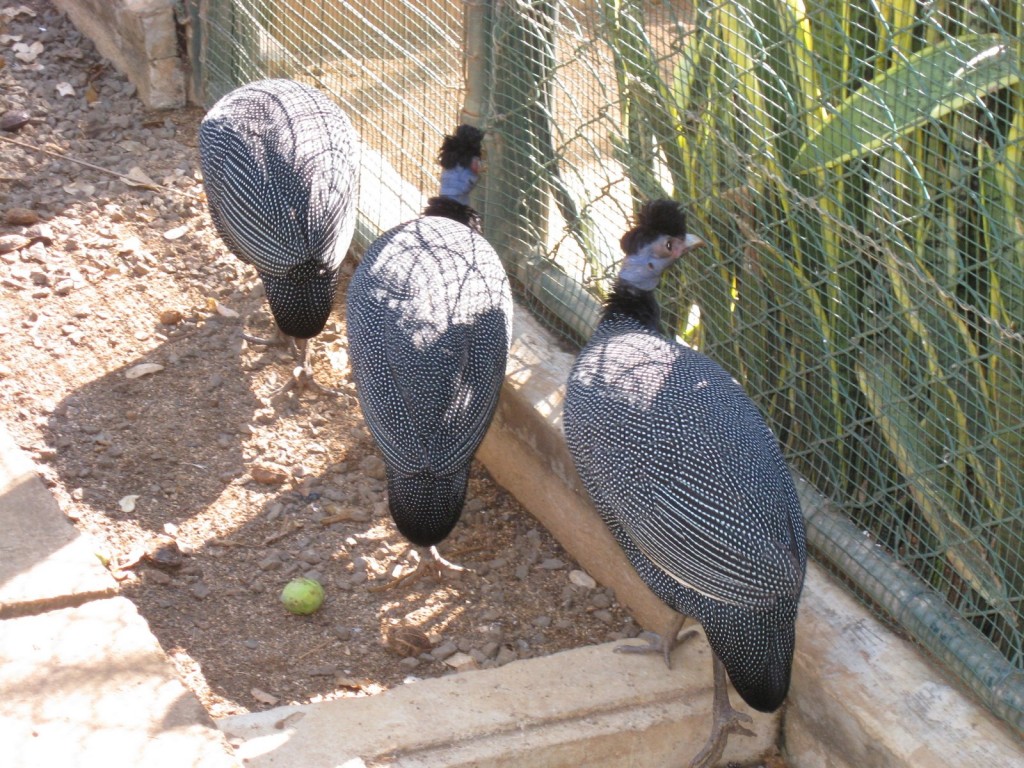 Casela Bird Park