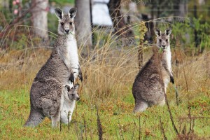 tasmania fauna