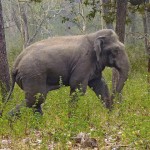 Wild Attractions at the Nagarhole National Park