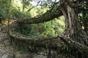 Root Bridges in Meghalaya