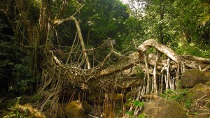 Root Bridges in Meghalaya