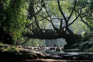 Root Bridges in Meghalaya