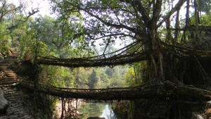 Root Bridges in Meghalaya