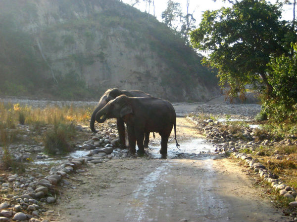 Wayanad Wildlife Sanctuary